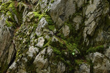 View of rock overgrown with green moss outdoors