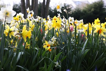 Obraz premium Beautiful colorful daffodil flowers growing outdoors, closeup