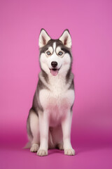 Very cute Siberian Husky in nature, national geography, Wide life animals. AI Generated.

