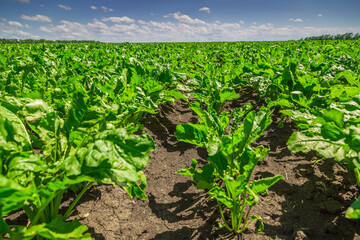 Fototapeta na wymiar Close-up of young sugar beet plants in converging long rows. Agricultural field.