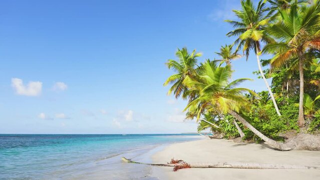 Seascape of an exotic beach with coconut trees and turquoise ocean on a paradise island. Calm summer vacation or festive landscape. Summer holidays and Caribbean tropical beach concept.