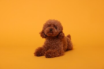 Cute Maltipoo dog on orange background. Lovely pet
