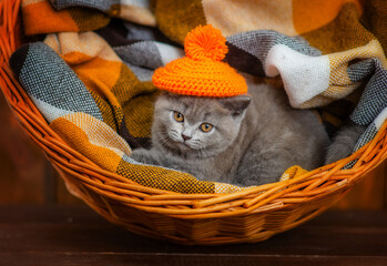 A small fluffy kitten lying in a basket