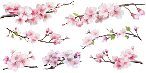 Cherry blossom flowers and branches set 9