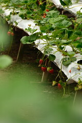 Fototapeta na wymiar close up of fresh strawberries fruits attached to the plants in the farm