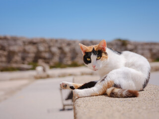 Stray or Feral Cat in Street city of Rhode in Greece. Historic Landmark in Old Town.