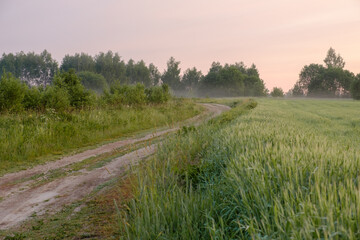 View of a winding dirt road at the edge of a field on a foggy summer morning.
