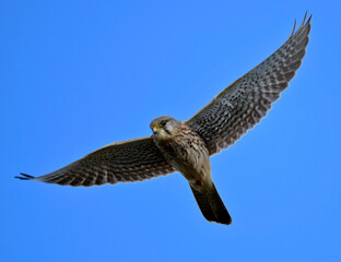 Common kestrel // Turmfalke (Falco tinnunculus)
