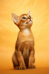Very cute Abyssinian in nature, national geography, Wide life animals. AI Generated.
