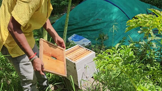 Indian rural Beekeeper on apiary. Beekeeper is working with bees and beehives on the apiary. Beekeeping in countryside. Organic farming