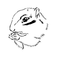 Hand drawn chipmunk. Black and white vector illustration in retro style