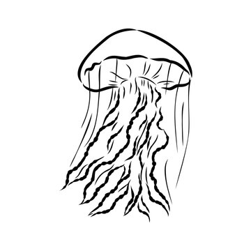 Ocean jellyfish. Design set. Art detailed editable illustration. Vector vintage engraving. Isolated on white background.