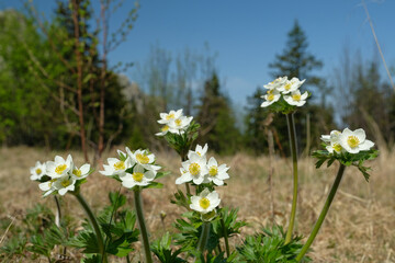 An&eacute;mone p&aacute;tens. Anemone, dream grass. Close-up, macro. There is a blue sky in the background. Summer.