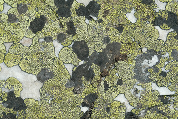 Background image. Green moss, gray stones.