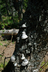 Forest, tree close-up. Mushrooms grow on it.
