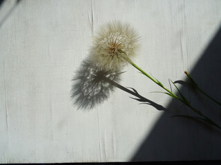 Weightless dandelion on the background of the European plan. Dandelion after flowering. A seed with an umbrella