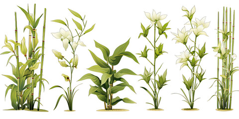 Fototapeta premium Bamboo and lotus plants set 8