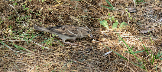The sparrow feeds on bread on the ground