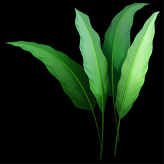 large leaves of a plant on a black background