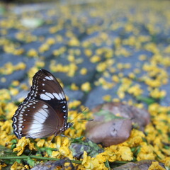 A Male Blue Moon Butterfly (Hypolimnas bolina bolina) Also Known as Common Eggfly or Great Eggfly Photographed in A Pile of Fallen Yellow Flowers