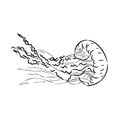 Ocean jellyfish. Design set. Art detailed editable illustration. Vector vintage engraving. Isolated on white background.