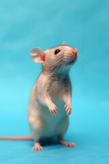 Very cute Rat in nature, national geography, Wide life animals. AI Generated.

