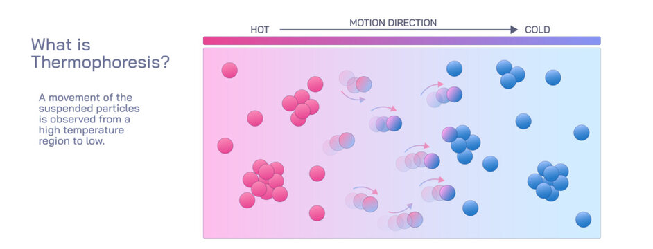Thermophoresis also thermomigration, thermodiffusion, the Soret effect, or the Ludwig&ndash;Soret effect is a phenomenon observed different responses to the force of a temperature gradient vector.