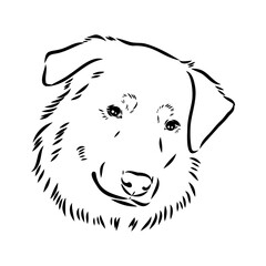 Vector isolated one single Australian Shepherd dog head black and white bw two colors silhouette. Template for laser engraving or stencil