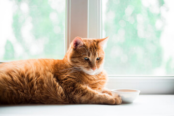 Sunny portrait of cute red ginger cat lying on a light windowsill , lazy day. Shorthaired redhead pussy.