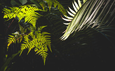 Sunlight and shadow on surface of green fern and palm leaves on dark background in botanical garden