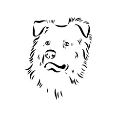 Vector isolated one single Australian Shepherd dog head black and white bw two colors silhouette. Template for laser engraving or stencil