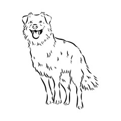 Vector isolated one single Australian Shepherd dog head black and white bw two colors silhouette. Template for laser engraving or stencil