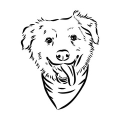 Vector isolated one single Australian Shepherd dog head black and white bw two colors silhouette. Template for laser engraving or stencil