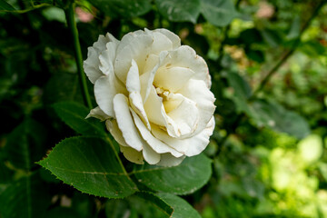 a white flower in garden