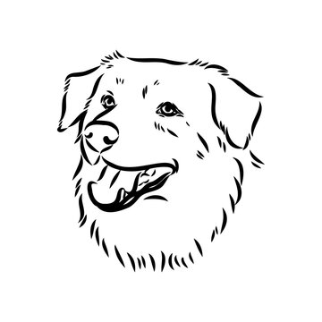 Vector isolated one single Australian Shepherd dog head black and white bw two colors silhouette. Template for laser engraving or stencil