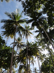 Fototapeta na wymiar Palm Tree in Beautiful Tropical Island of Maluku, Indonesia