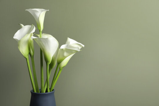 Beautiful calla lily flowers in vase on olive background. Space for text