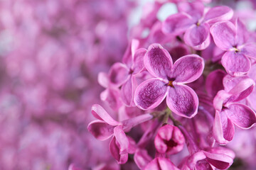 Closeup view of beautiful lilac flowers on blurred background, space for text