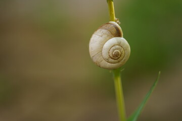 White snail shell hang on green grass in the summer field