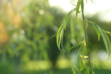 Fototapeta na wymiar Beautiful willow tree with green leaves outdoors on sunny day, closeup. Space for text