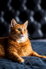 Funny Portrait of Happy funny Ginger Cat Gazing misunderstanding and big eyes on Black Background. Lazy fat cat laying in bedroom in the morning.