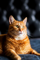 Adorable Portrait of Ginger Cat on Black Background, profile view. Red kitten laying on bed blanked well-fed and relaxing.