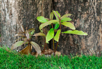 Small tree is growing beside a big tree in the backyard. green space, green grass, nature, garden, earth day. save the world concept. Environment save, take care nature and ecology, globe protection.