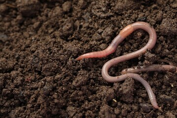 Two earthworms on wet soil. Space for text - obrazy, fototapety, plakaty