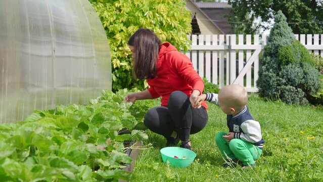 mother with toddler child picking ripe strawberries in the garden