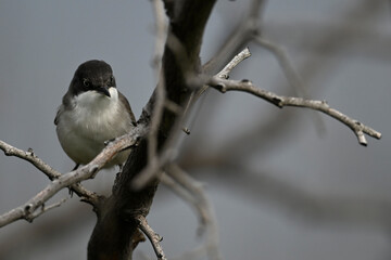 Eastern Orphean warbler // Nachtigallengrasmücke, Östliche Orpheusgrasmücke (Curruca crassirostris) - Evros Delta, Greece