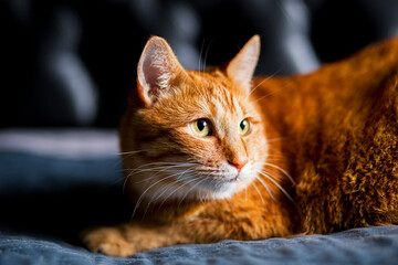 Adorable young adult red purebred tabby cat, laying down side ways paws in bedroom and relax. Looking away with yellow green eyes on a black background..