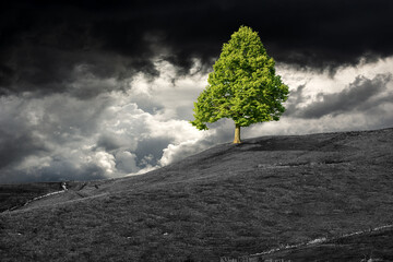 Single green tree on top of a hill, black and white landscape with dramatic sky with storm clouds....