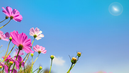 Obraz na płótnie Canvas Flowers against blue sky with text space 