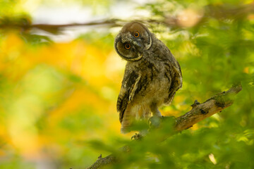funny young long-tailed owl on the tree